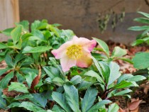 christmasrose_2011223_031