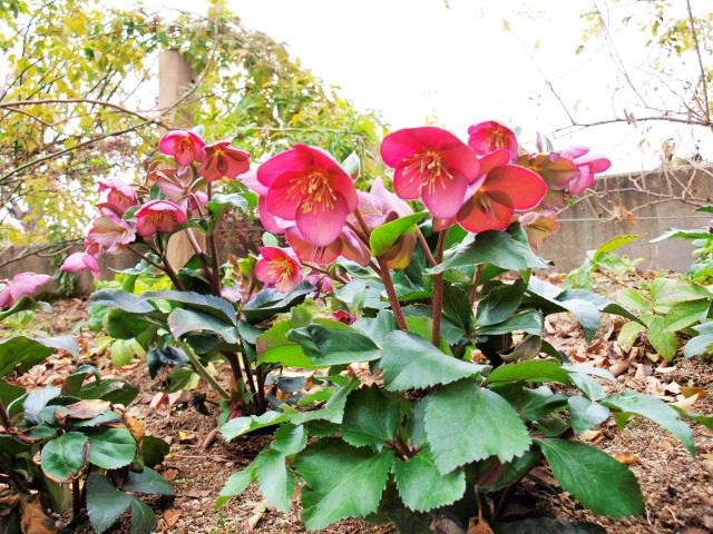 christmasrose_210105_011