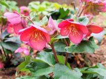 christmasrose_210105_021