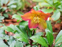 christmasrose_210105_031