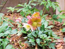 christmasrose_210105_041
