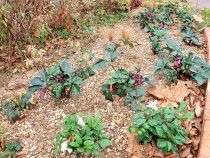 christmasrose_210108_01