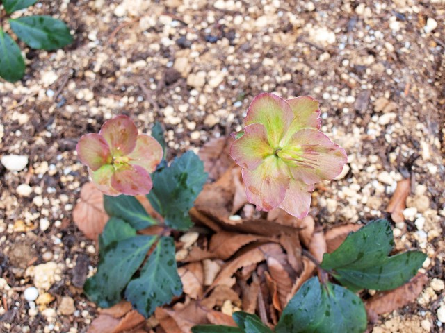 christmasrose_210108_02
