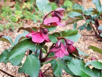 christmasrose_210108_03