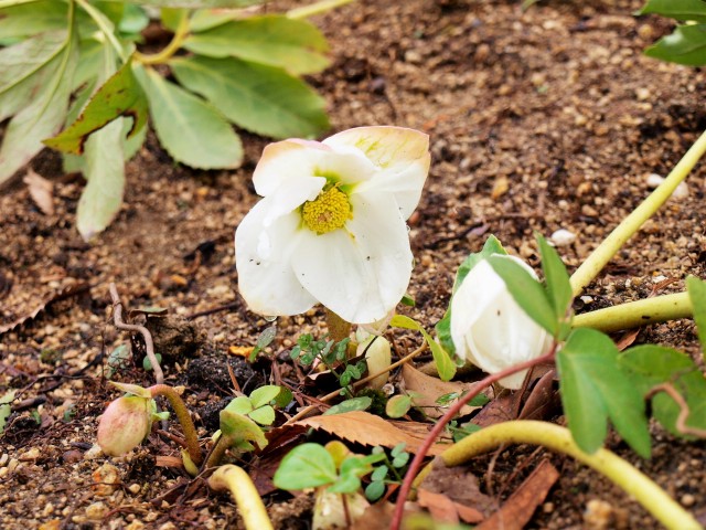 christmasrose_210112_011