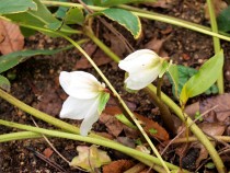 christmasrose_210112_021