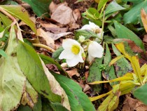 christmasrose_210112_031