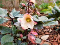 christmasrose_210119_01