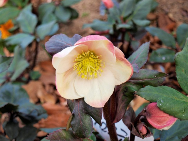 christmasrose_210119_02