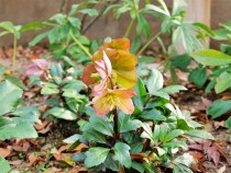 christmasrose_210119_03