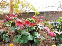 christmasrose_210119_04