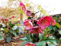 christmasrose_210119_05