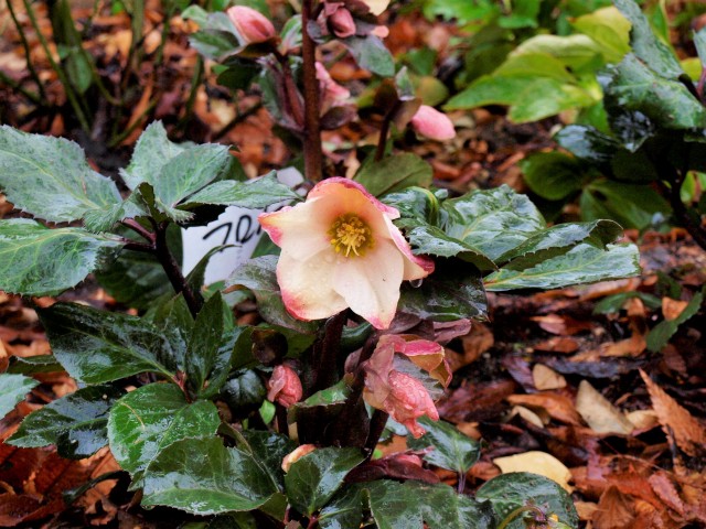 christmasrose_210122_01