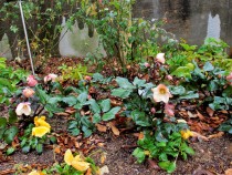christmasrose_210122_02
