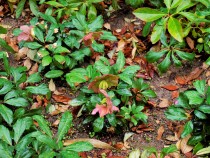 christmasrose_210122_03