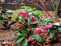 christmasrose_210122_04