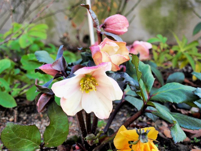 christmasrose_210126_011