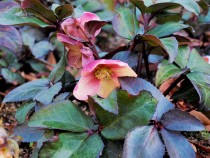 christmasrose_210126_021