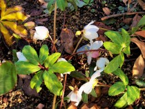 christmasrose_210126_031