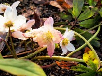 christmasrose_210126_041