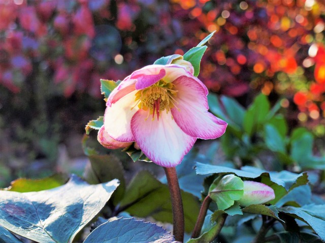 christmasrose_210129_01