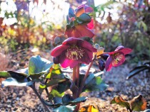 christmasrose_210129_02