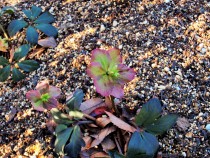 christmasrose_210129_03