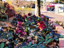 christmasrose_210129_04