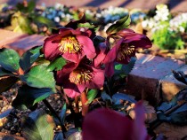 christmasrose_210129_05