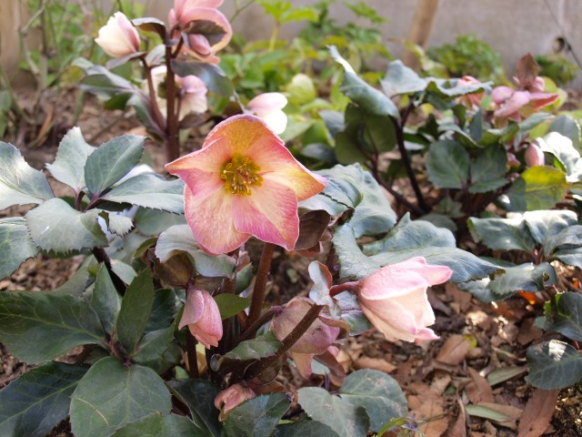 christmasrose_210202_01