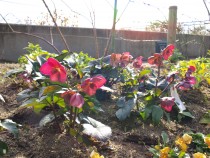christmasrose_210202_02