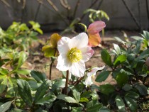 christmasrose_210202_03