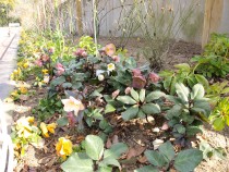 christmasrose_210202_04