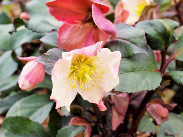 christmasrose_210209_01