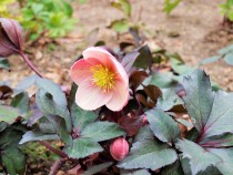 christmasrose_210209_02