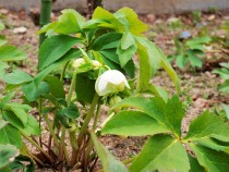christmasrose_210209_04