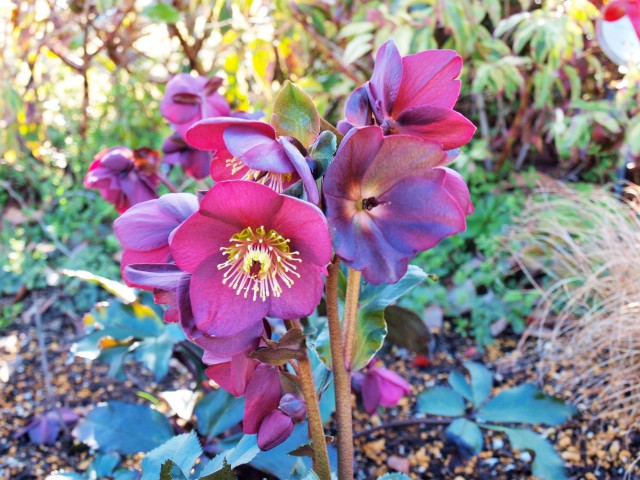 christmasrose_210216_01