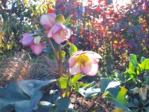 christmasrose_210216_02