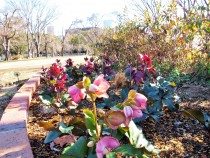 christmasrose_210216_03
