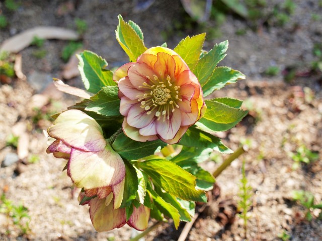christmasrose_210224_01