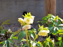 christmasrose_210224_02
