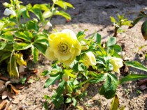 christmasrose_210224_03