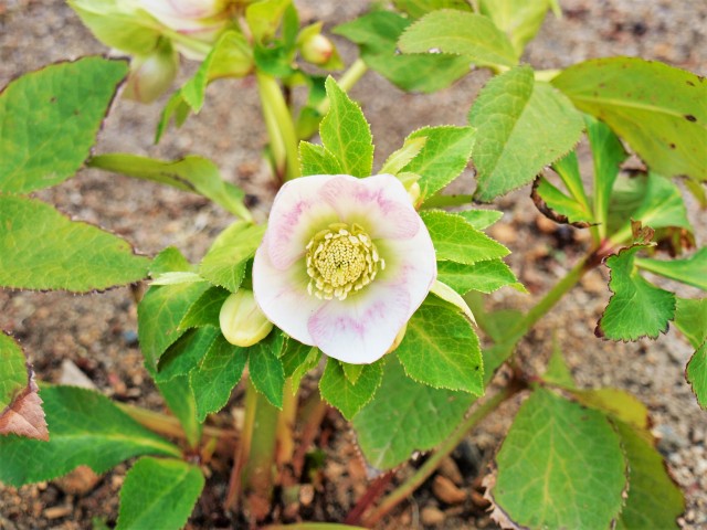 christmasrose_210226_01
