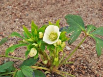 christmasrose_210226_02