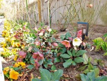 christmasrose_210226_03