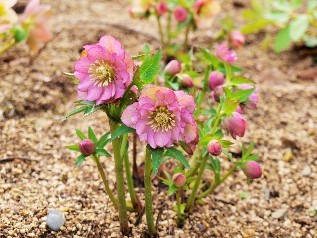 christmasrose_210309_01