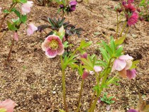 christmasrose_210309_02