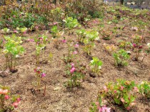 christmasrose_210309_03