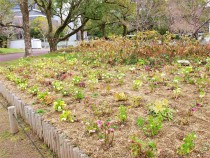 christmasrose_210309_04