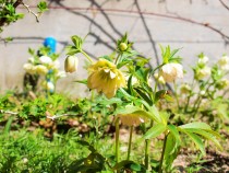christmasrose_210319_02
